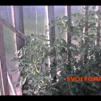 Лучшие (томаты) помидоры - 25 Июня - История одного куста