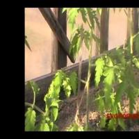 Лучшие (томаты) помидоры - 23 мая - История одного куста