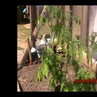 Лучшие (томаты) помидоры - 20 мая - История одного куста