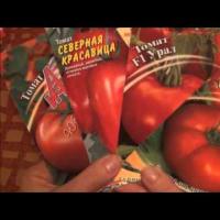 Любимые сорта. Баклажаны, огурцы, томаты (запрос)