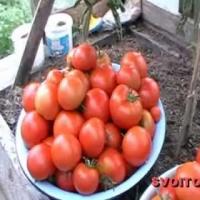 Лучшие (томаты) помидоры - Сбор урожая