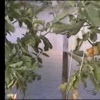 Чесночный томат.swf