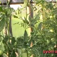 Лучшие (томаты) помидоры - Подрезка листьев