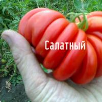 выращивание помидоров на подоконнике