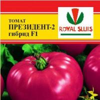 выращивание помидоров зимой