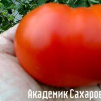 ранние сорта помидоров