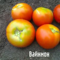 выращивание помидоров