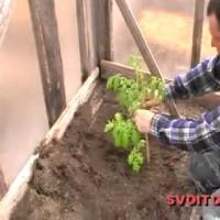 Лучшие (томаты) помидоры - Пересаживание в теплицу