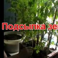 Лучшие (томаты) помидоры - Подсыпка земли