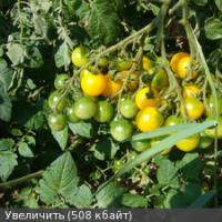 скороспелые сорта помидор