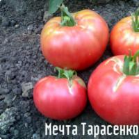 сорт помидор дубок