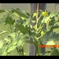 Лучшие (томаты) помидоры - 29 Июня - История одного куста
