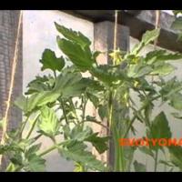 Лучшие (томаты) помидоры - 28 Июня - История одного куста