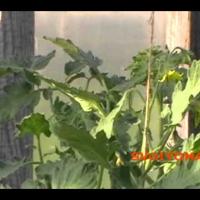 Лучшие (томаты) помидоры - 30 Июня - История одного куста